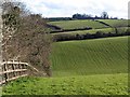 SX8864 : Combe, Cockington by Derek Harper