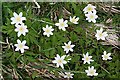 NJ3357 : Windflower (Anemone nemorosa) by Anne Burgess