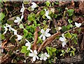 NJ3457 : Wood Sorrel (Oxalis acetosella) by Anne Burgess