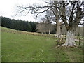 NT1944 : Line of Trees above Harehope Farm by Chris Heaton