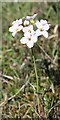 NJ3265 : Cuckoo Flower (Cardamine pratensis) by Anne Burgess