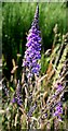 NJ2156 : Purple Toadflax (Linaria purpurea) by Anne Burgess