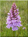 NS3778 : Heath Spotted-orchid (Dactylorhiza maculata) by Lairich Rig