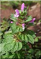 NO6947 : Red Dead-nettle (Lamium purpureum) by Anne Burgess