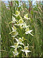 NS3883 : Greater Butterfly-orchid (Platanthera chlorantha) by Lairich Rig