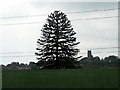 SJ9895 : Hattersley Monkey Puzzle Tree by Gerald England