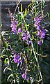 NO4550 : Purple Toadflax (Linaria purpurea) by Anne Burgess