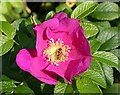 NO4450 : Rosa rugosa and Hoverfly by Anne Burgess