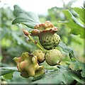 NS3878 : Acorn knopper galls on oak by Lairich Rig