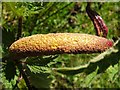 NS3679 : Gall on nettle by Lairich Rig