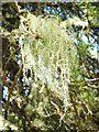 NS3581 : A lichen - Usnea species by Lairich Rig