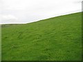  : Grassland, Cockburn Law by Richard Webb