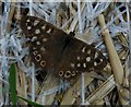 SO9044 : Speckled Wood butterfly, Besford by Philip Halling