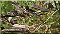 NJ6646 : Broom (Cytisus scoparius) Pods by Anne Burgess