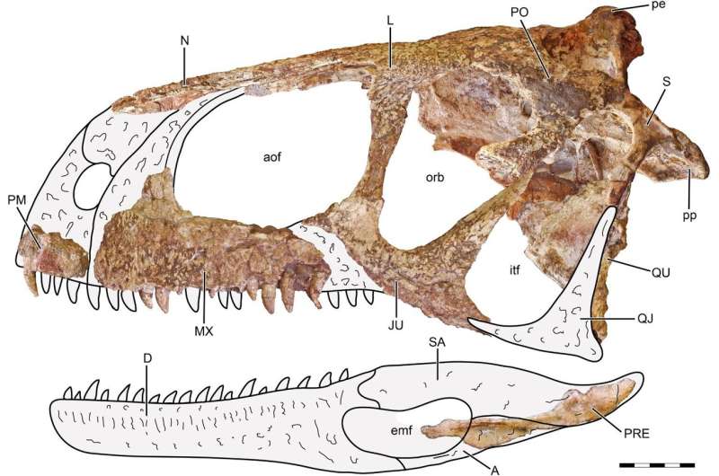 The 'one who causes fear' - new meat-eating predator discovered