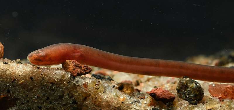 Swamp Eel: Blood-red Subterranean Dweller