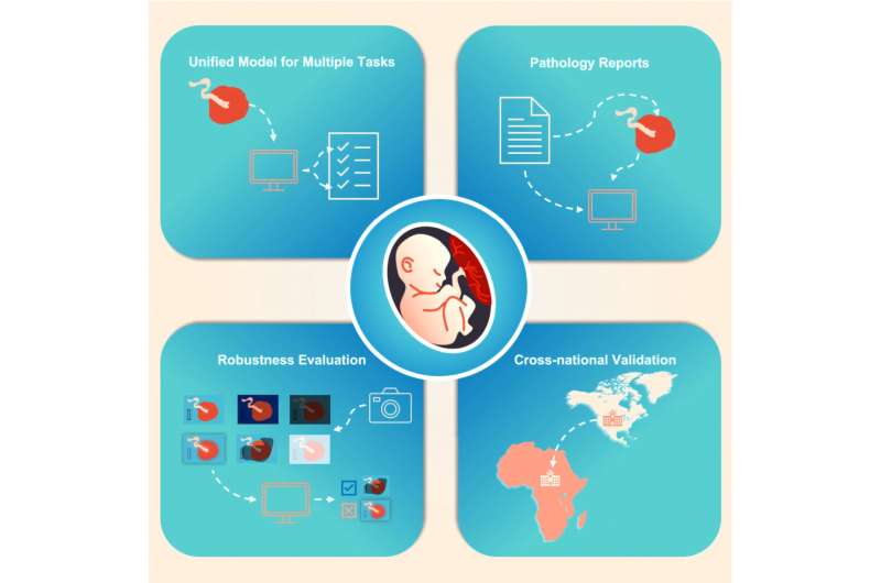 AI tool analyzes placentas at birth for faster detection of neonatal and maternal problems