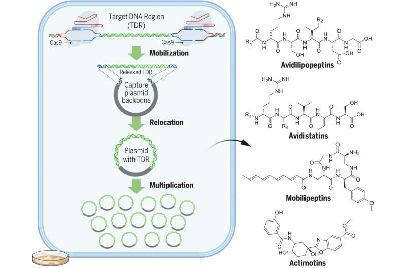 Researchers develop genetic method for the production of new active ingredients in bacteria