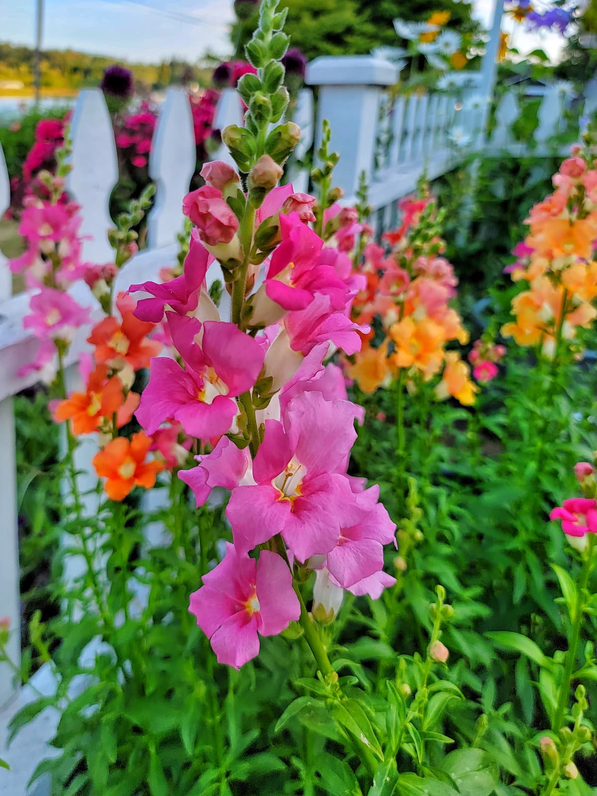 fuchsia and orange snapdragons growing along the white picket fence garden