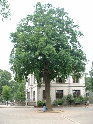 Chêne pédonculé – Etterbeek, Avenue Edmond Mesens, 2 –  03 Juin 2003