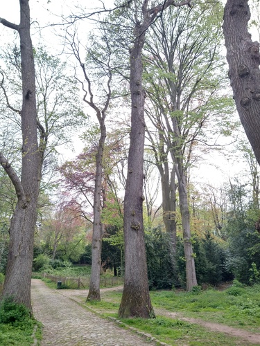 Tamme kastanje – Vorst, Jacques Brel park, parc –  30 April 2021