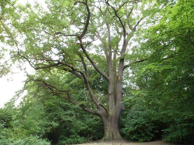 Zomereik – Vorst, Jacques Brel park, Kersbeeklaan –  21 September 2012