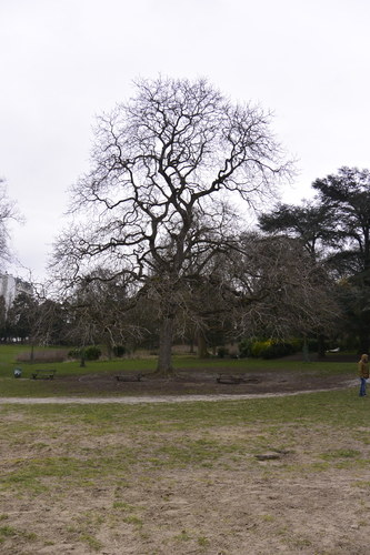 Caryer à folioles cordées – Forest, Parc de Forest –  20 Mars 2023