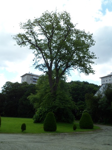  Zomerlinde – Ganshoren, Park van het Kasteel de Rivieren, Kasteeldreef, 66 –  08 Juni 2012