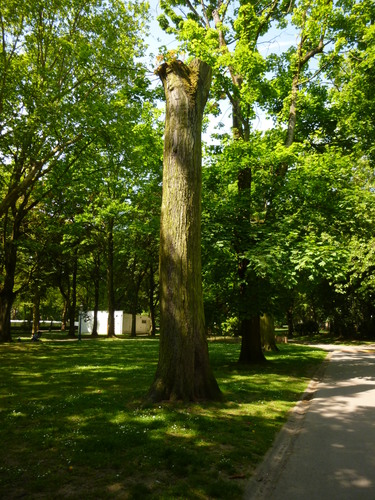 Acer saccharinum 'Aspleniifolium' – Koekelberg, Parc Elisabeth –  05 Avril 2014