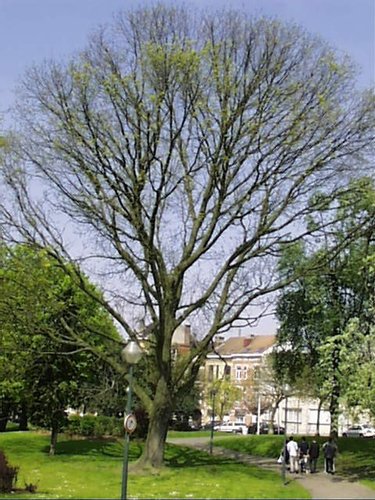 Frêne de Biltmore<br>Schaerbeek Avenue Huart Hamoir et Square Riga Avenue Huart Hamoir