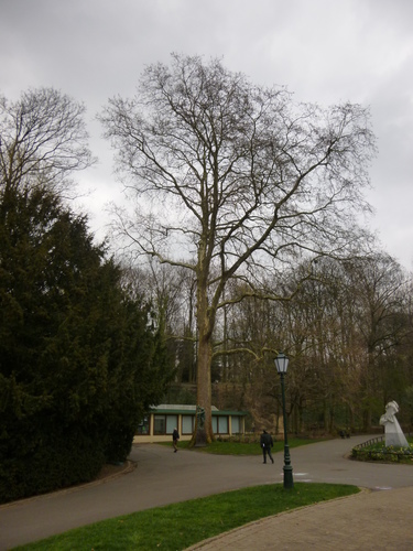 Platane à feuille d'érable – Schaerbeek, Parc Josaphat –  17 Mars 2014