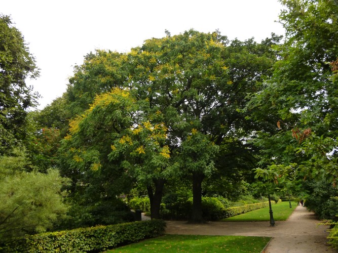 Zeepboom – Sint-Joost-Ten-Node, Kruidtuinpark –  12 August 2013