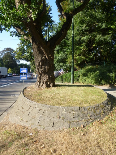 Arbre aux quarante écus – Uccle, Parc Raspail, Rue de Stalle –  20 Septembre 2016