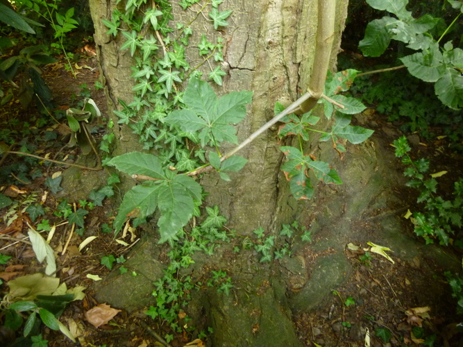 Marronnier à fleurs rouges – Watermael-Boitsfort, Parc du Leybeek –  06 Août 2015