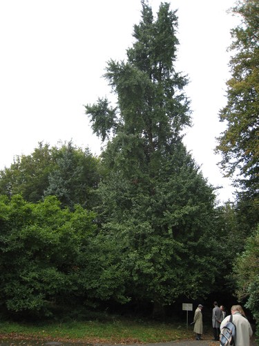 Arbre aux quarante écus – Woluwé-Saint-Pierre, Parc du Manoir d'Anjou, parc privé –  27 Septembre 2007