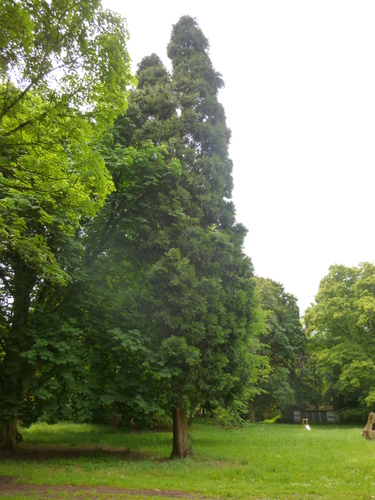 Thuja plicata – St.- Pieters - Woluwe, Parmentierpark –  21 April 2014