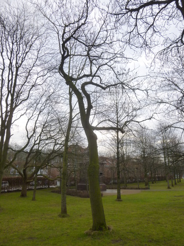 Paulownia impérial – Woluwé-Saint-Pierre, Berme Général San Martin, Bovenberg –  02 Février 2017