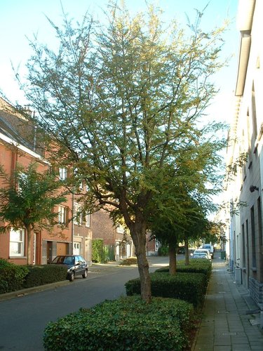 Hêtre de l'Antarctique – Woluwé-Saint-Pierre, Rue Felix De Keuster –  24 Octobre 2002