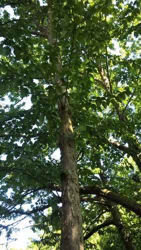 Arbre aux mouchoirs – Auderghem, Jardin  Massart –  04 Juillet 2019