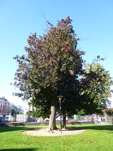 Acer platanoides f. rubrum – Schaerbeek, Place de Jamblinne de Meux, Place de Jamblinne de Meux, face 38 –  29 Septembre 2015