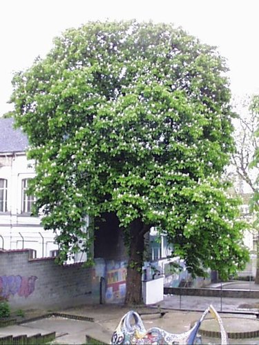 Witte paardenkastanje – Sint-Joost-Ten-Node, Poststraat, 51 –  02 Mei 2002