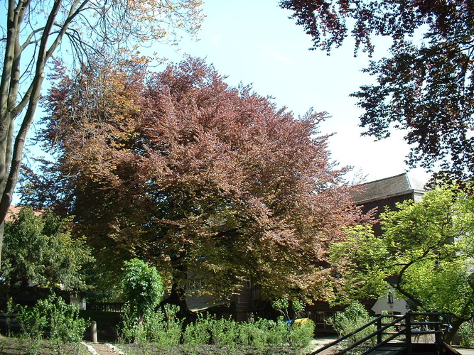 Hêtre pourpre – Saint-Josse-Ten-Noode, Parc de l'Institut des Dames de Marie à Saint-Josse, Chaussée de Haecht, 70 –  07 Mai 2002