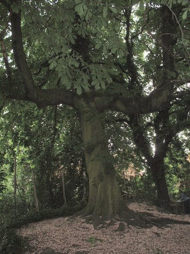 Witte paardenkastanje – Sint-Joost-Ten-Node, Grensstraat, 116 –  14 Mei 2002