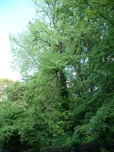 Erable argenté – Bruxelles, Site rue de la Régence, Rue de la Régence –  15 Mai 2002