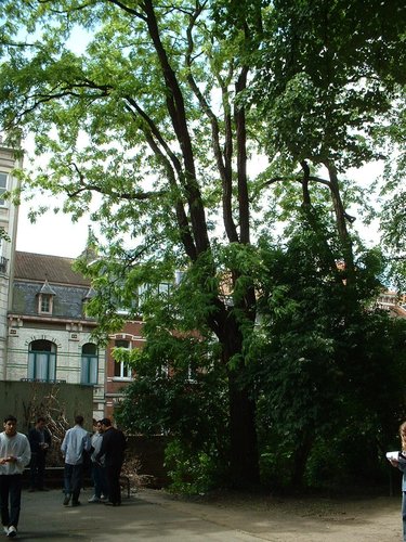 Robinier faux-acacia – Bruxelles, Rue des Confédérés, 70 –  27 Mai 2002