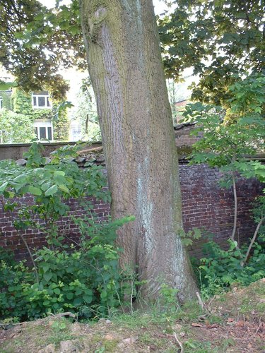 Erable plane – Schaerbeek, Rue Frédéric Pelletier, 37 –  31 Mai 2002