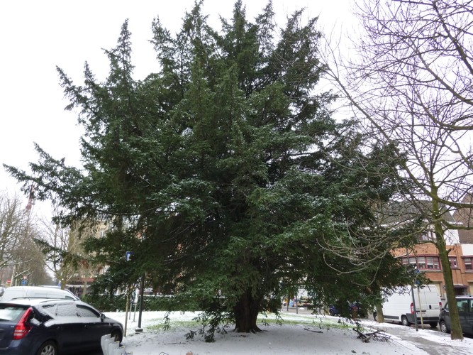 Venijnboom – Schaarbeek, Eugène Plaskysquare –  11 February 2013