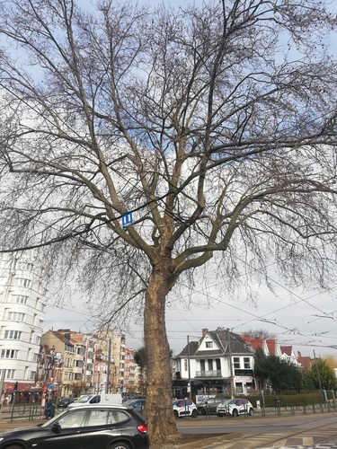 Platane à feuille d'érable – Schaerbeek, Place Général Meiser –  23 Mars 2021