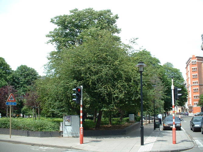 Aubépine à deux styles – Schaerbeek, Place de Jamblinne de Meux –  19 Juin 2002