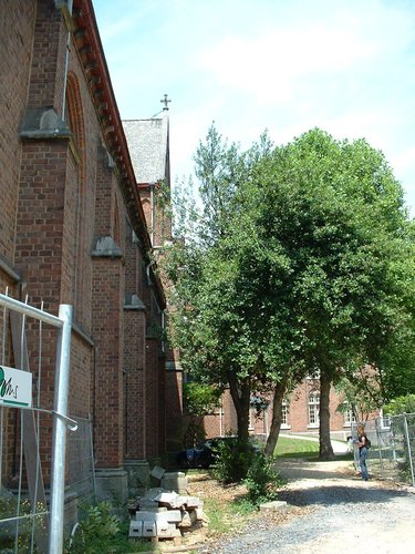 houx – Bruxelles, Jardin de l'église des Dominicains, Avenue de la Renaissance, 40 –  19 Juin 2002